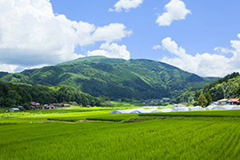 阿東の田園風景