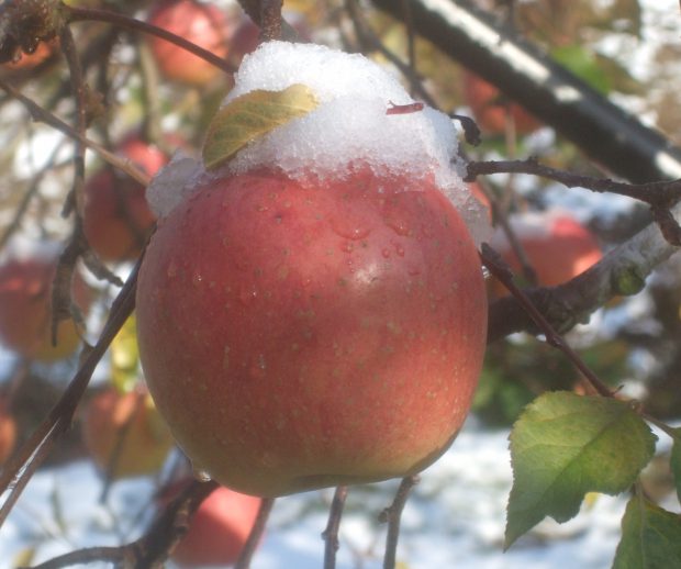 りんご雪DSCF2173